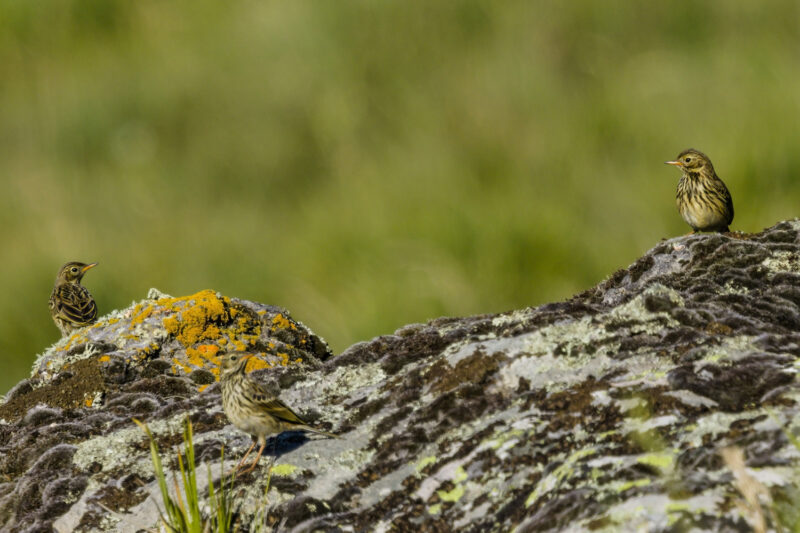 Pipits farlouse